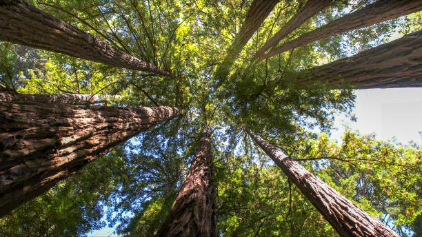 Best Tree Cabling and Bracing  in Graham, TX