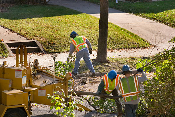 How Our Tree Care Process Works  in  Graham, TX