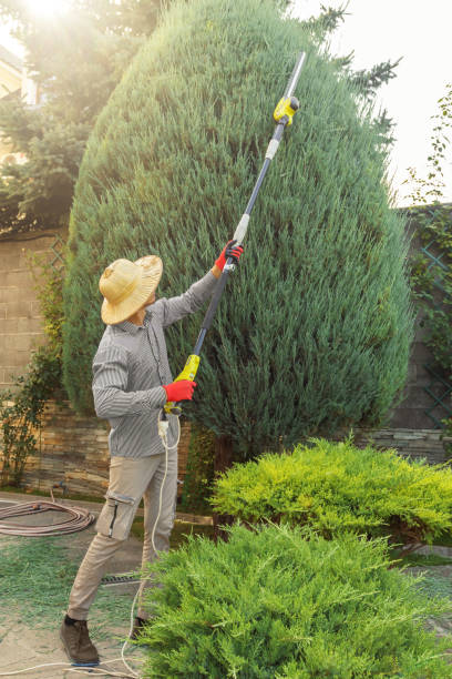 Best Pest Control for Lawns  in Graham, TX