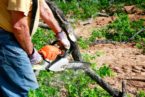 Best Storm Damage Tree Cleanup  in Graham, TX